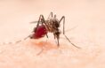 disinfestazione-derattizzazione-disinfezione