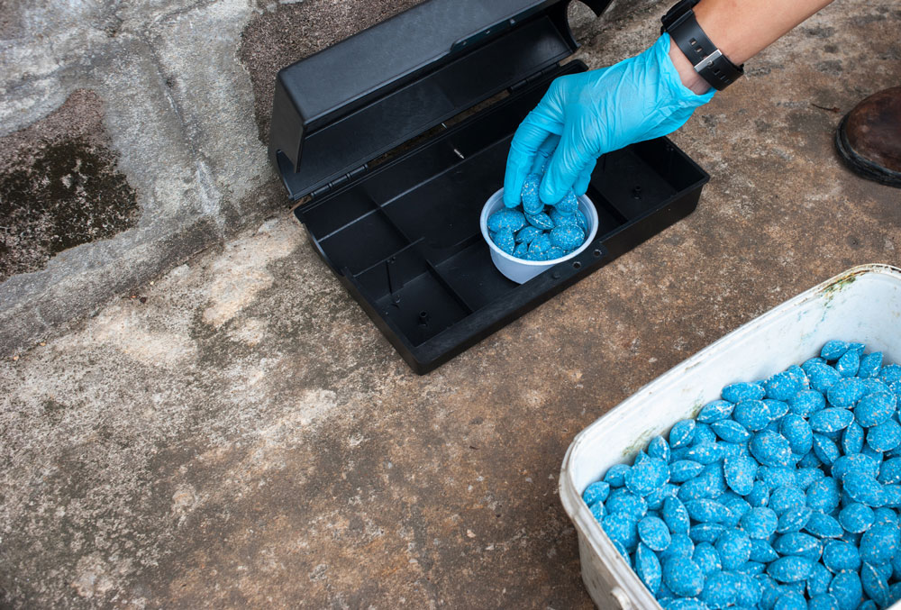 derattizzazione-topo