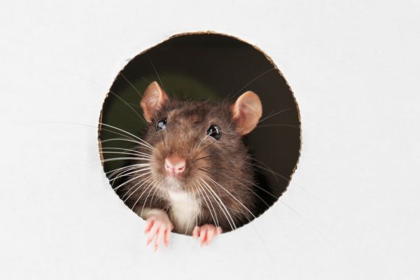 disinfestazione-topi-ratti